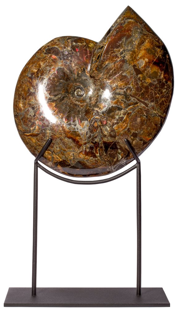 Аммонит Craspedodiscus discofalcatus 