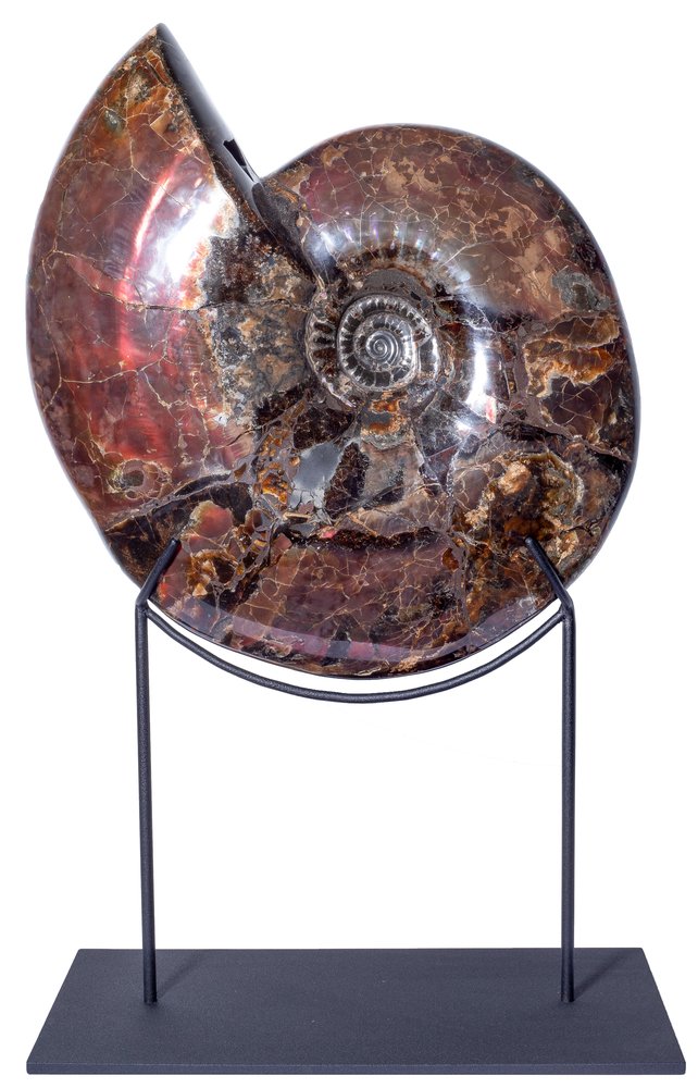 Аммонит Craspedodiscus discofalcatus