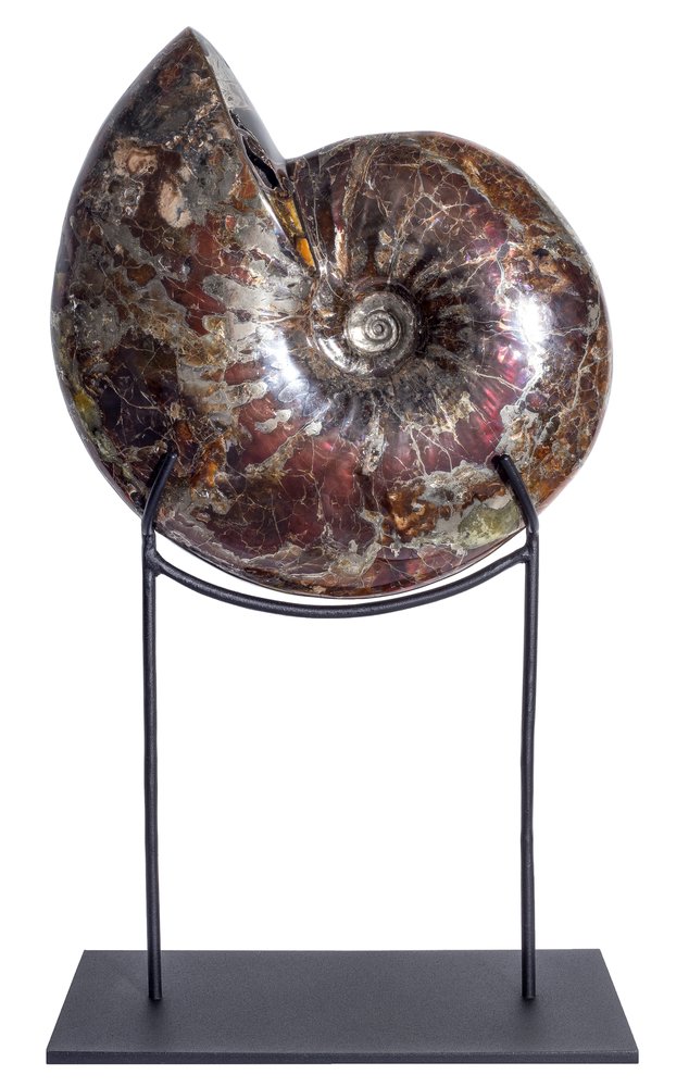 Аммонит Craspedodiscus discofalcatus 