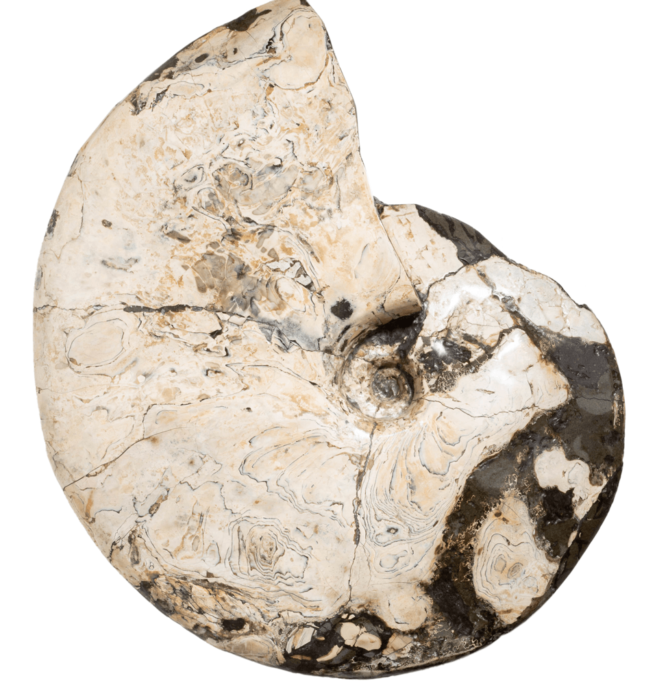 Аммонит Placenticeras costatum