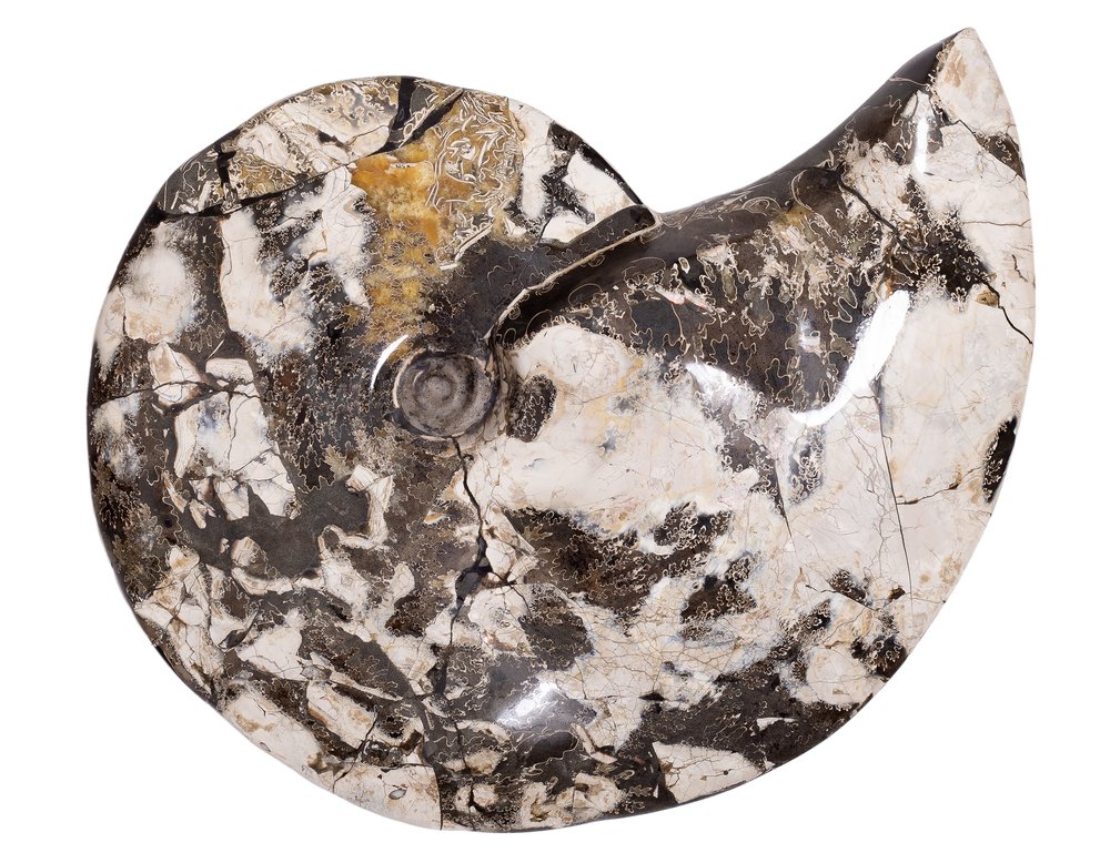 Аммонит Placenticeras sp.