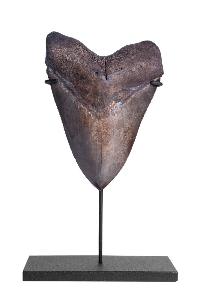 Зуб мегалодона 13,2 см коллекционного качества