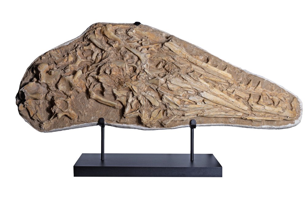 Череп мозазавра