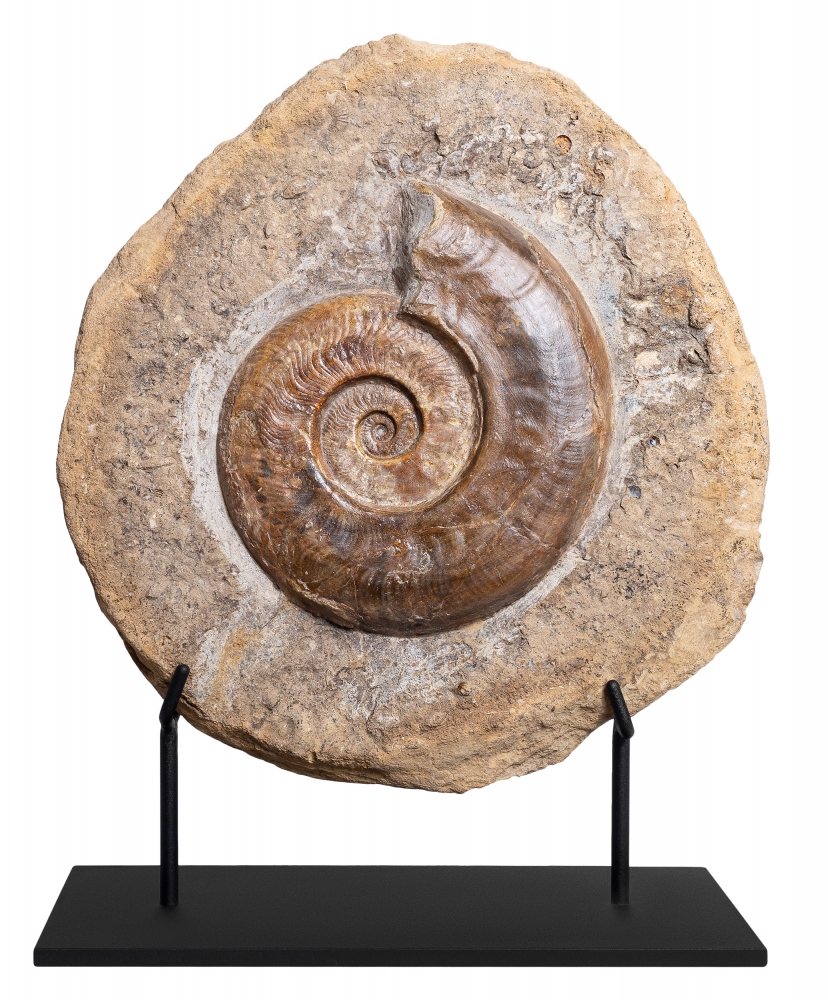 Аммонит Harpoceras sp.