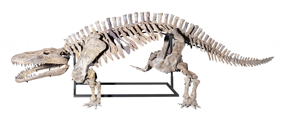 Скелет амфибии Eryops megacephalus