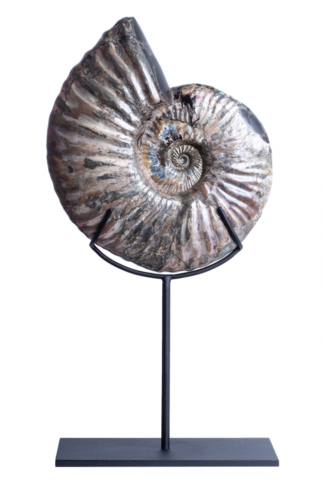 Аммонит Deshayesites sp. 