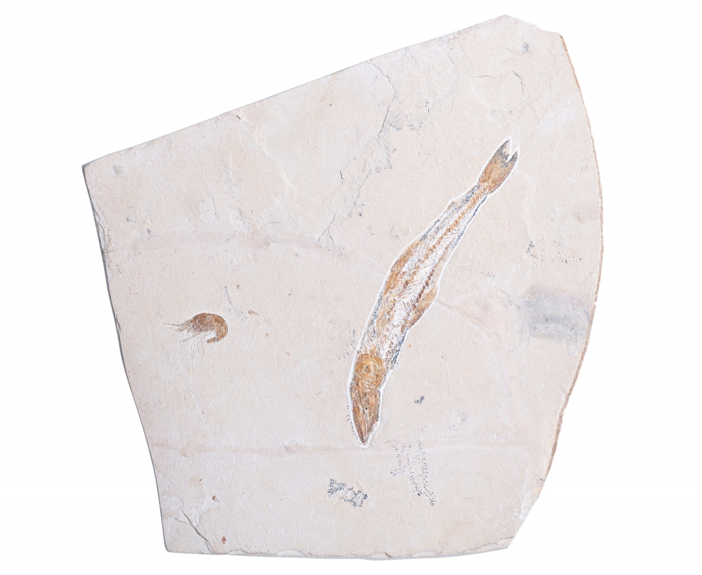 Рыба Prionolepis cataphractus и креветка Carpopenaeus sp. 