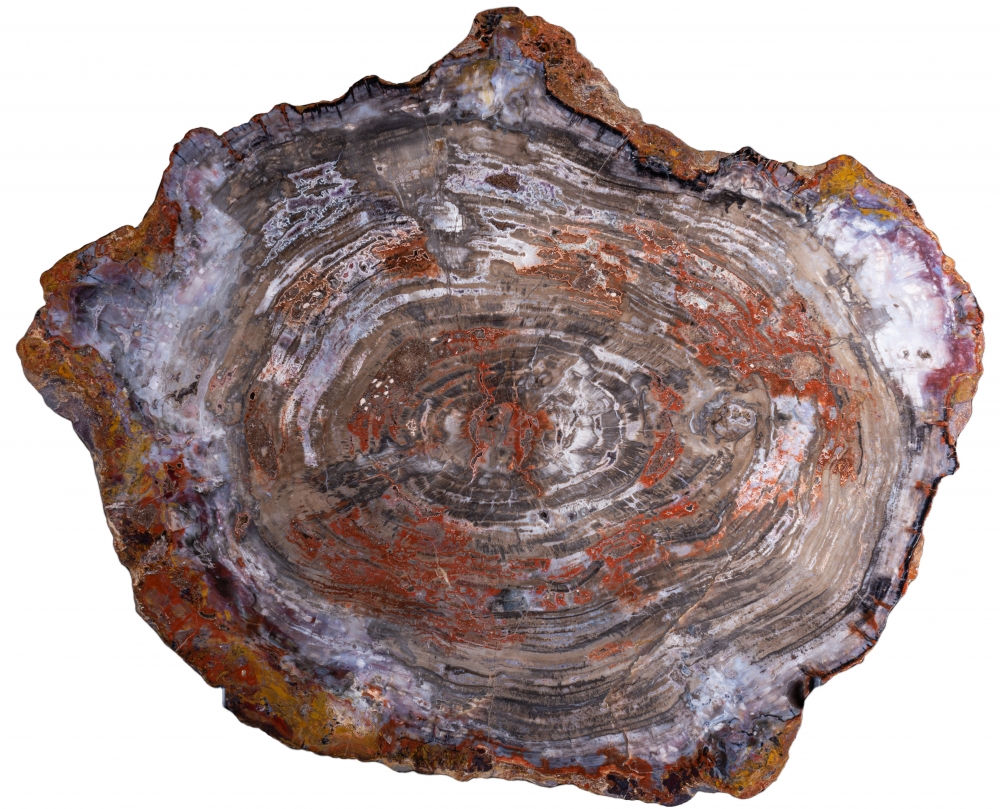 Окаменелое дерево Araucarioxylon arizonicum