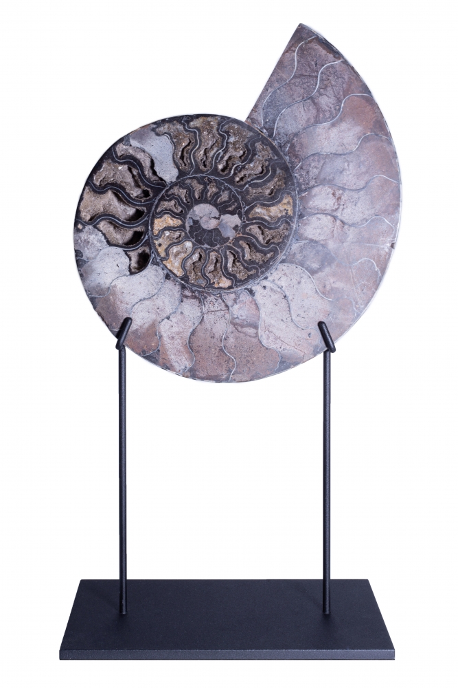 Аммонит Cleoniceras sp.