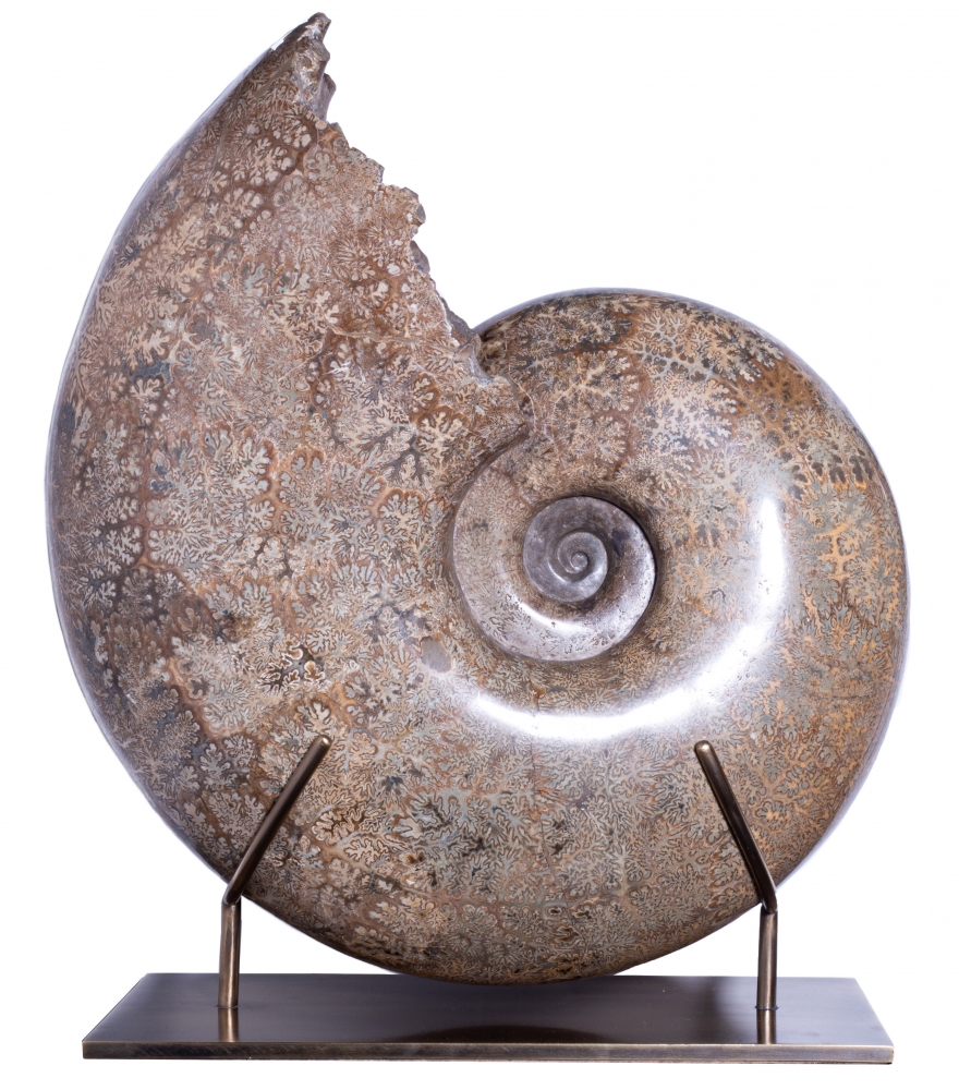 Аммонит Pachydiscus catarinae