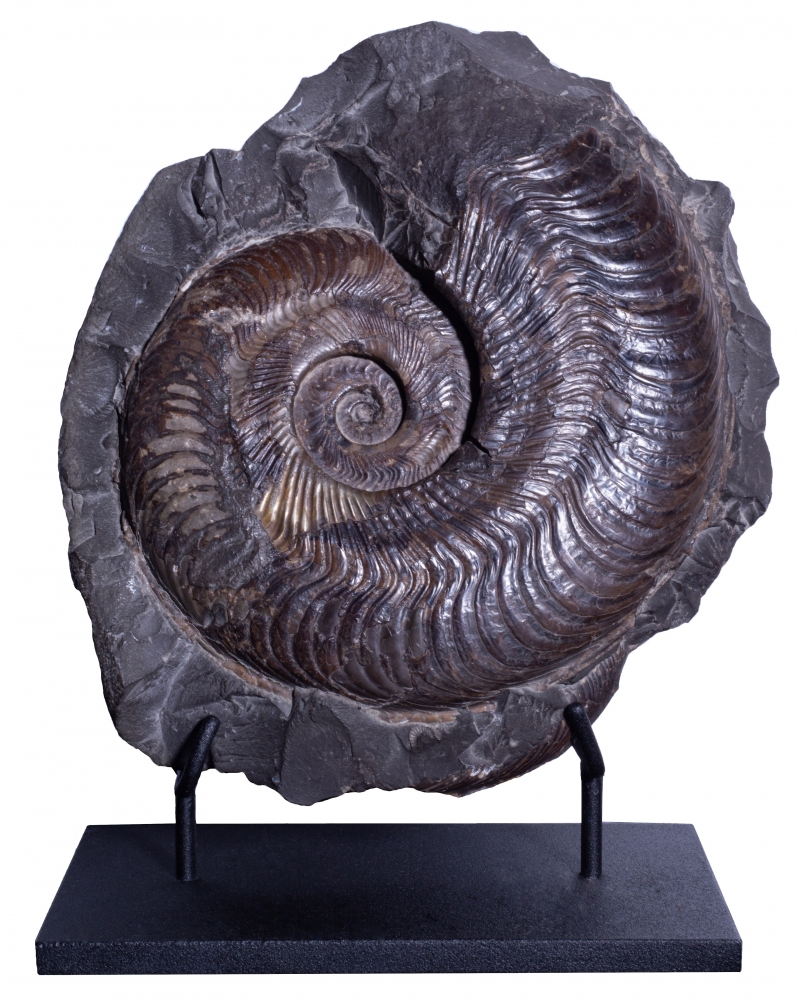 Аммонит Harpoceras falciferum