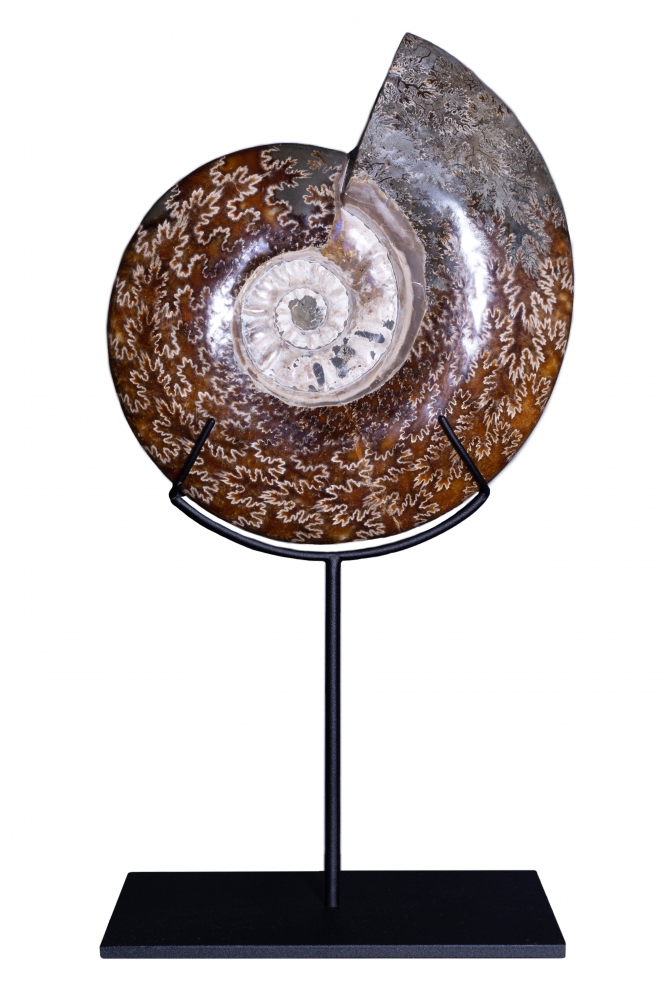 Аммонит Cleoniceras sp.