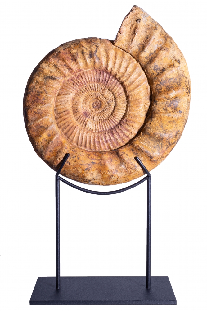 Аммонит Kranaosphinctes roedereri (Collignon)