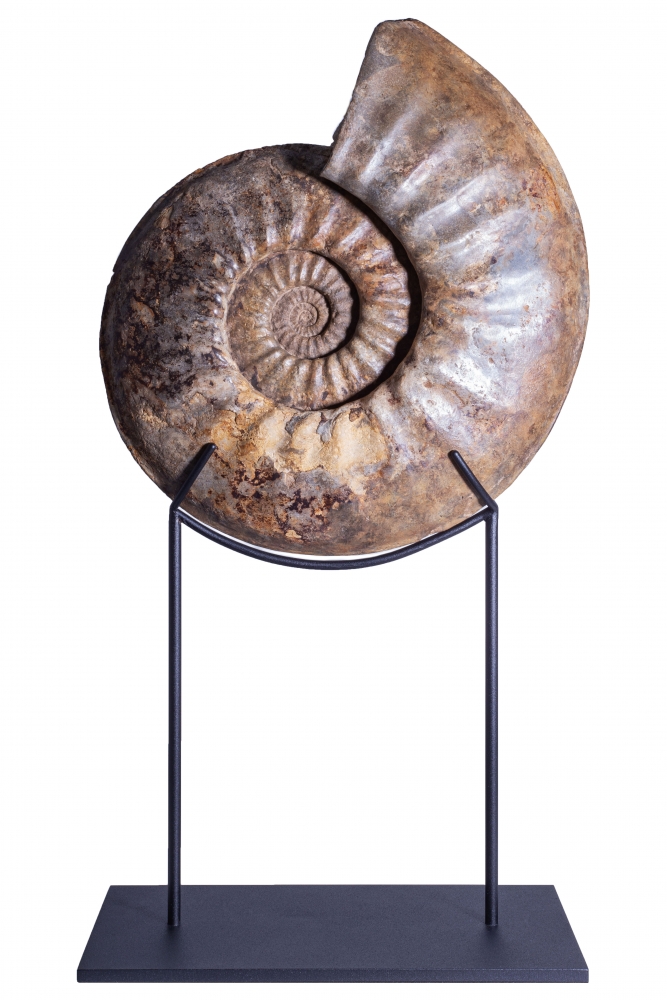 Аммонит Agassiceras cf. superbum