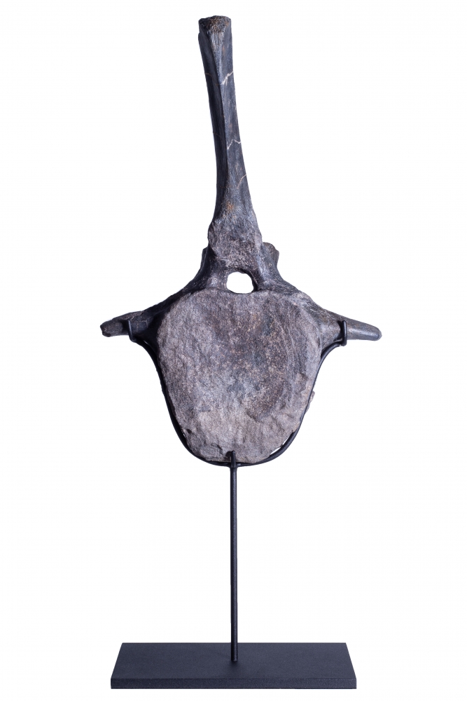 Позвонок Hypacrosaurus vertebrae