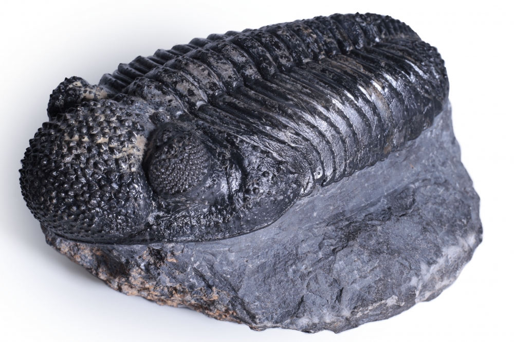 Трилобит Drotops megalomanicus