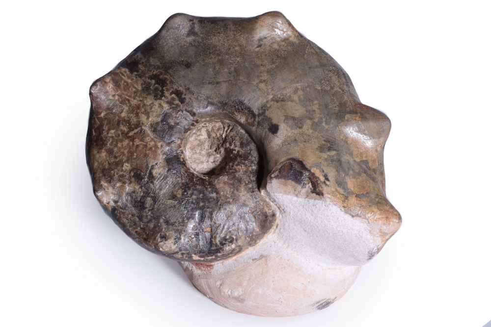 Аммонит Mammites sp.