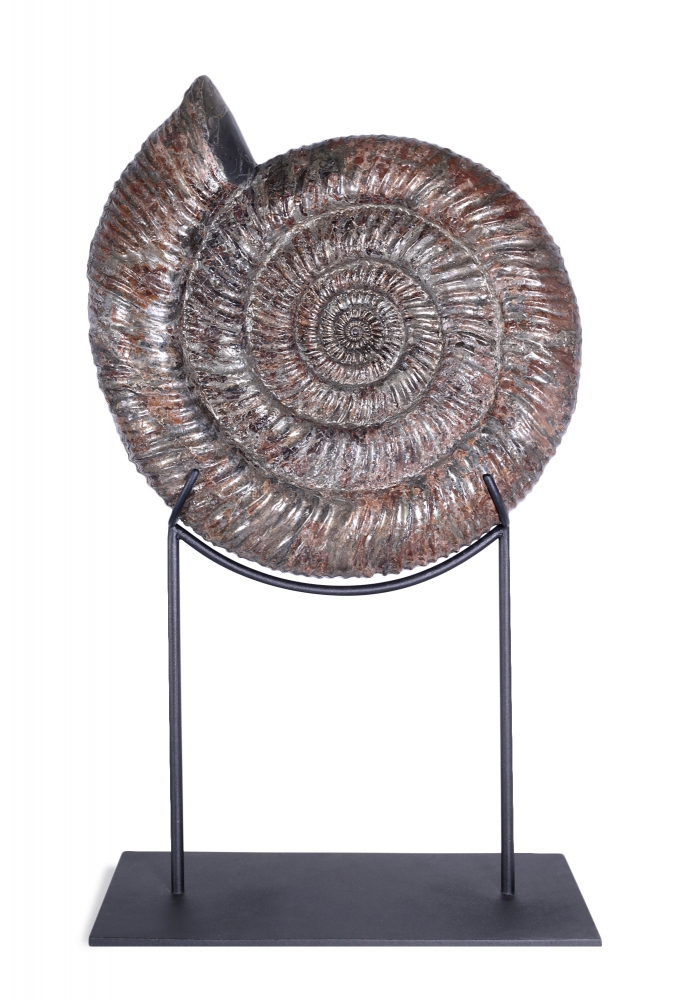 Аммонит Speetoniceras Versicolor