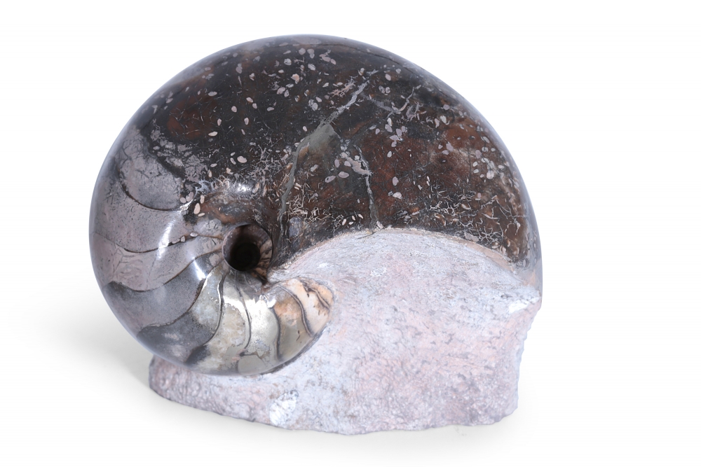 Наутилус Cymatoceras sp.