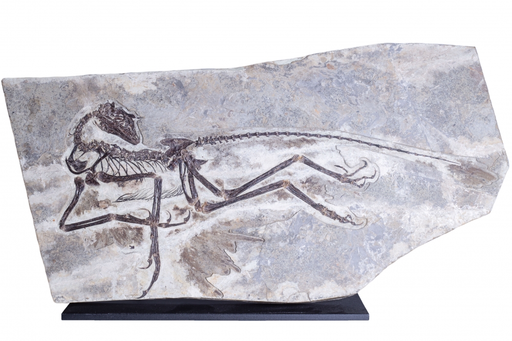 Скелет динозавра Anchiornis huxleyi