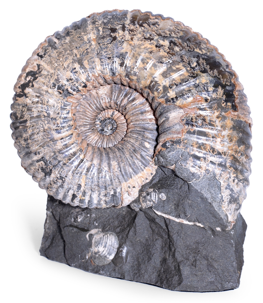 Аммонит Colombiceras sp.