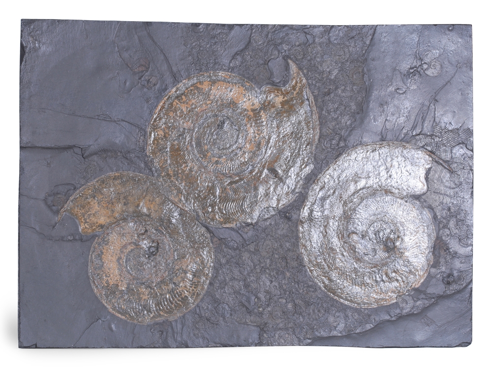 Аммониты Harpoceras sp.