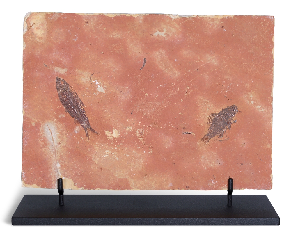 Рыбы Knightia sp. и Priscacara sp.