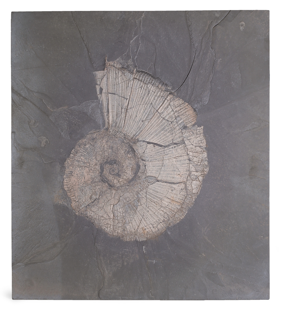 Аммонит Arietites sp.