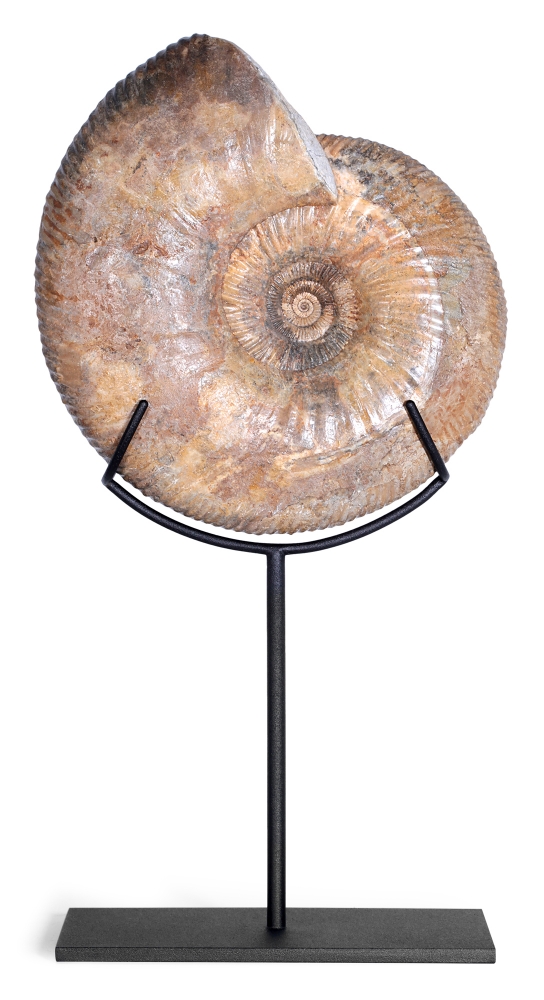 Аммонит Idoceras sp.