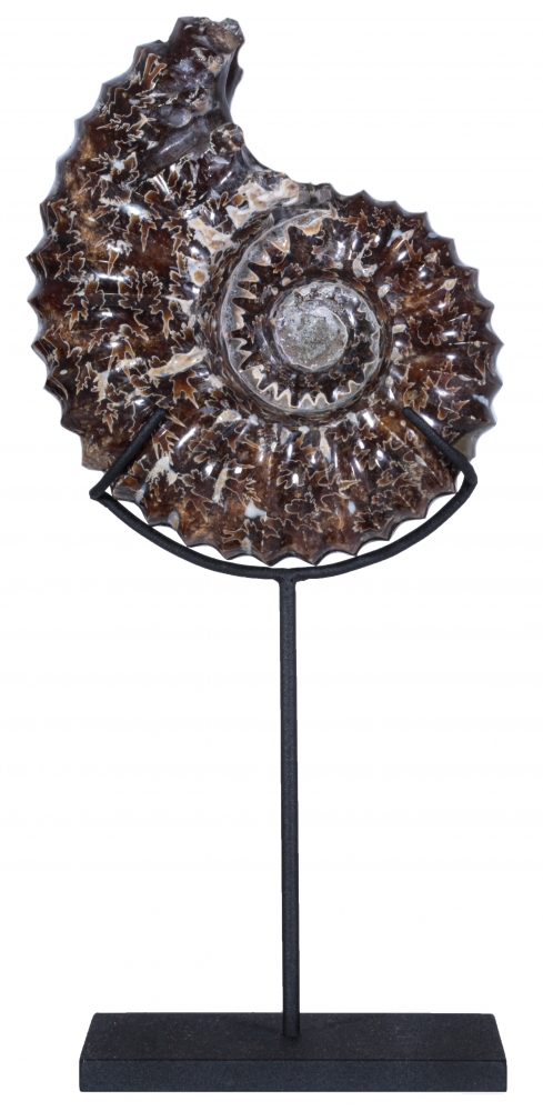 Аммонит Douvilleiceras sp.