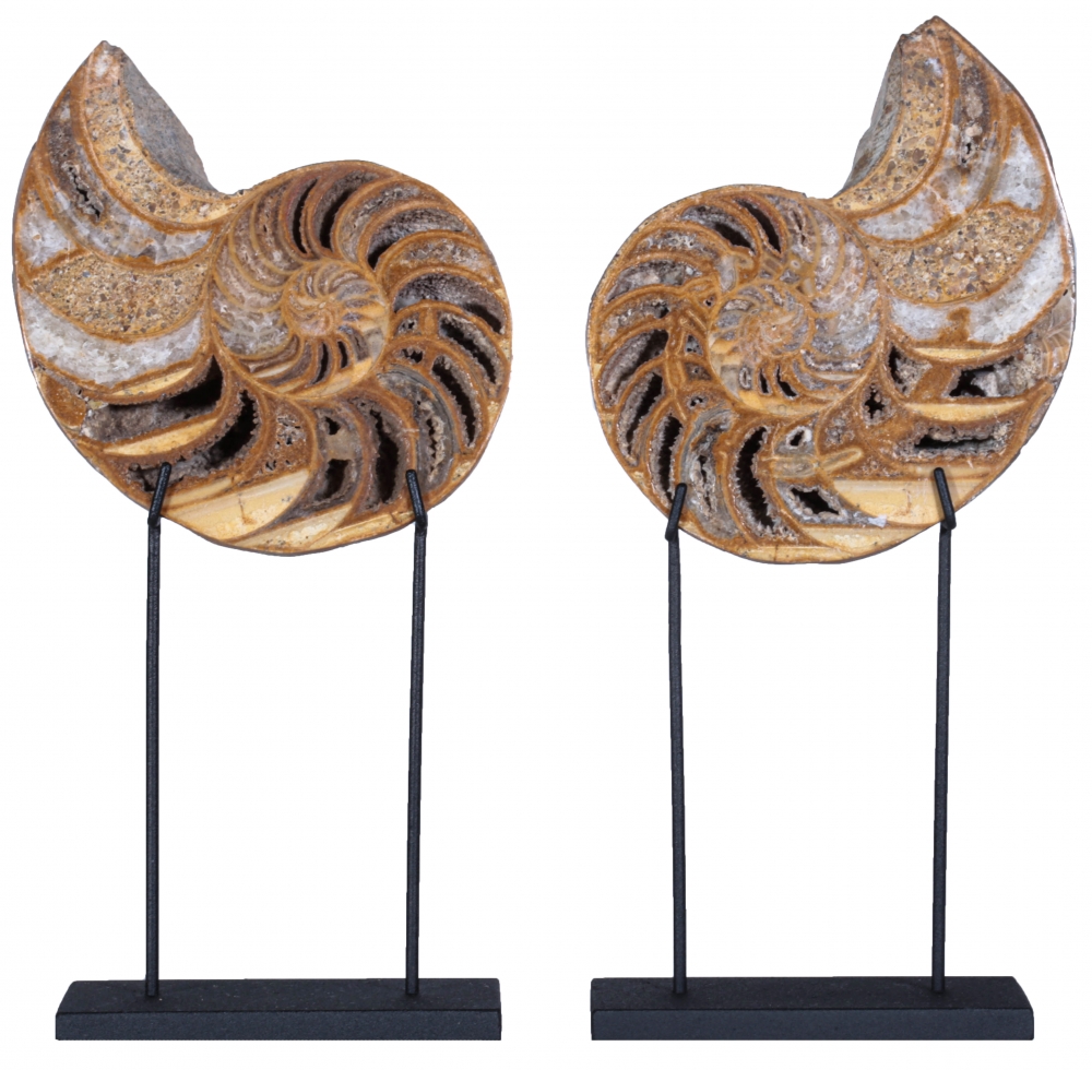 Наутилусы Cymatoceras sp.