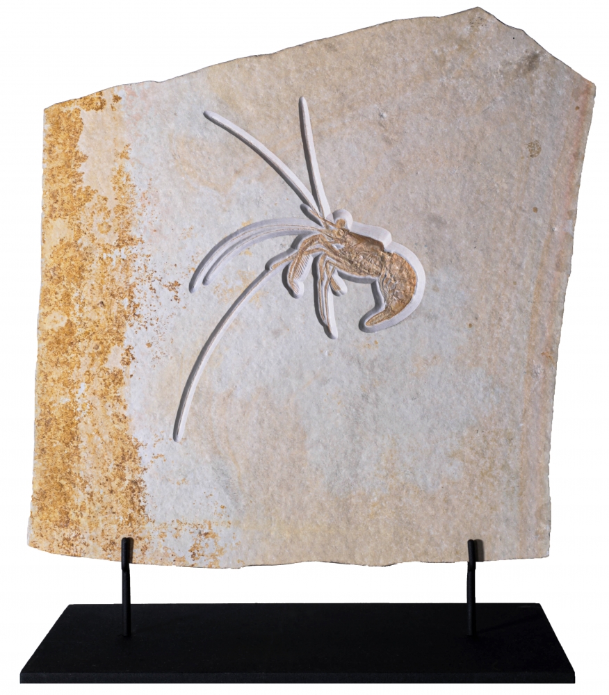 Креветка Aeger sp.