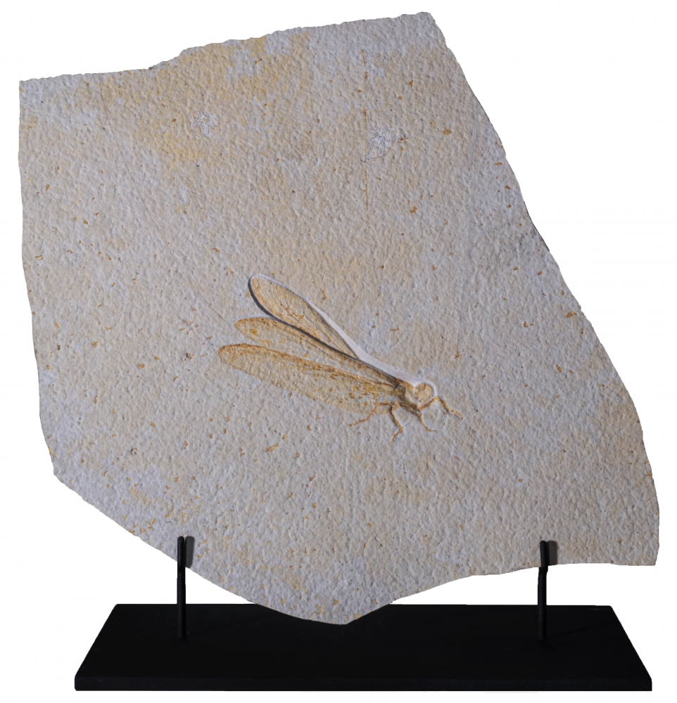 Стрекоза Cordualadensa acorni 