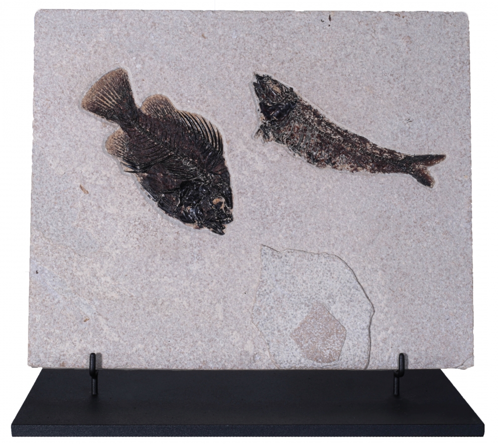 Рыбы Knightia sp. и Priscacara serrata