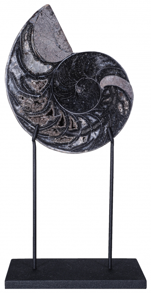 Наутилус Cymatoceras sp.