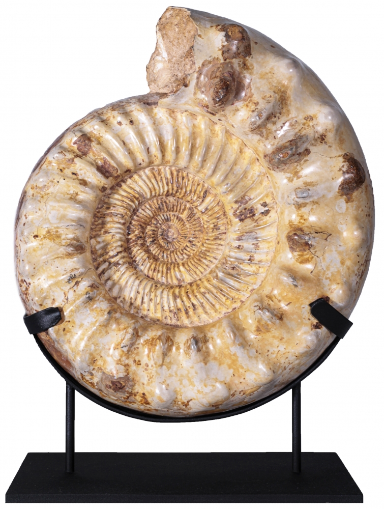 Аммонит Kranaosphinctes sp.