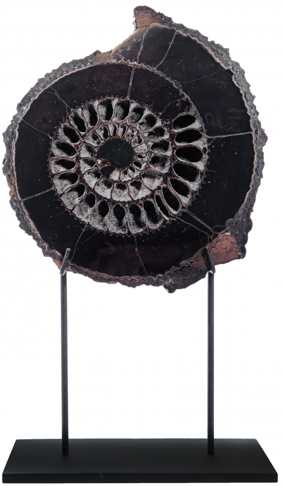 Аммонит Speetoniceras versicolor