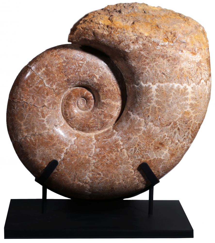 Аммонит Lytoceras sp.