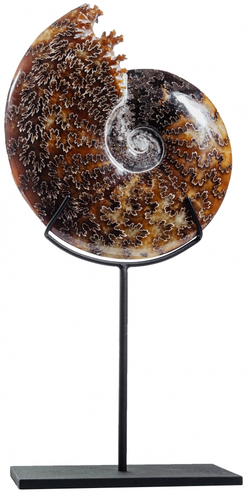 Аммонит Cleoniceras sp.