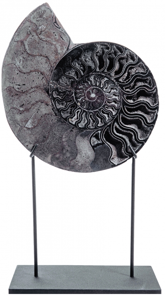 Аммонит Cleoniceras sp.