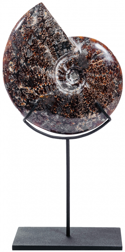 Аммонит Cleoniceras sp.