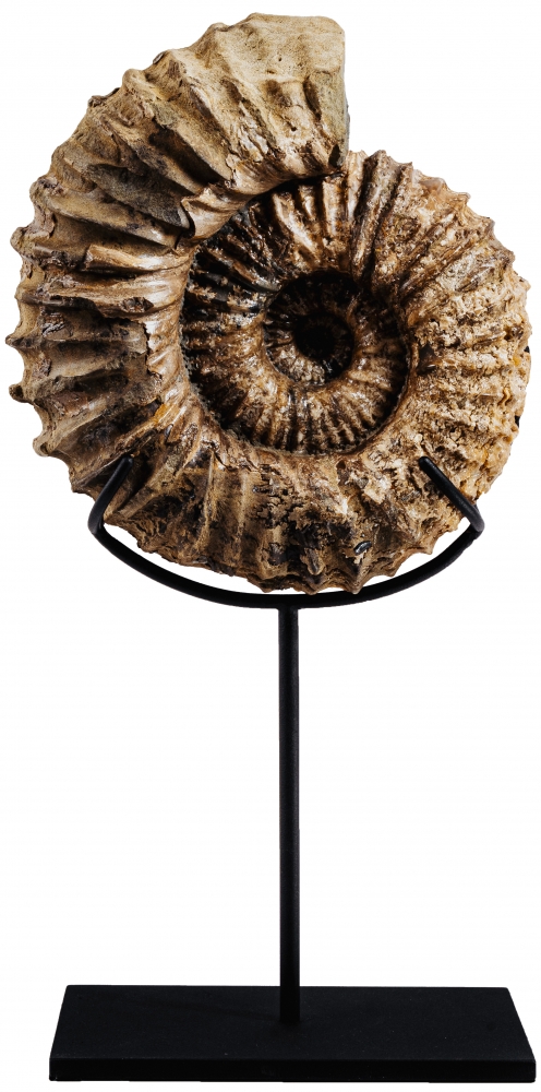 Аммонит Cheloniceras sp.