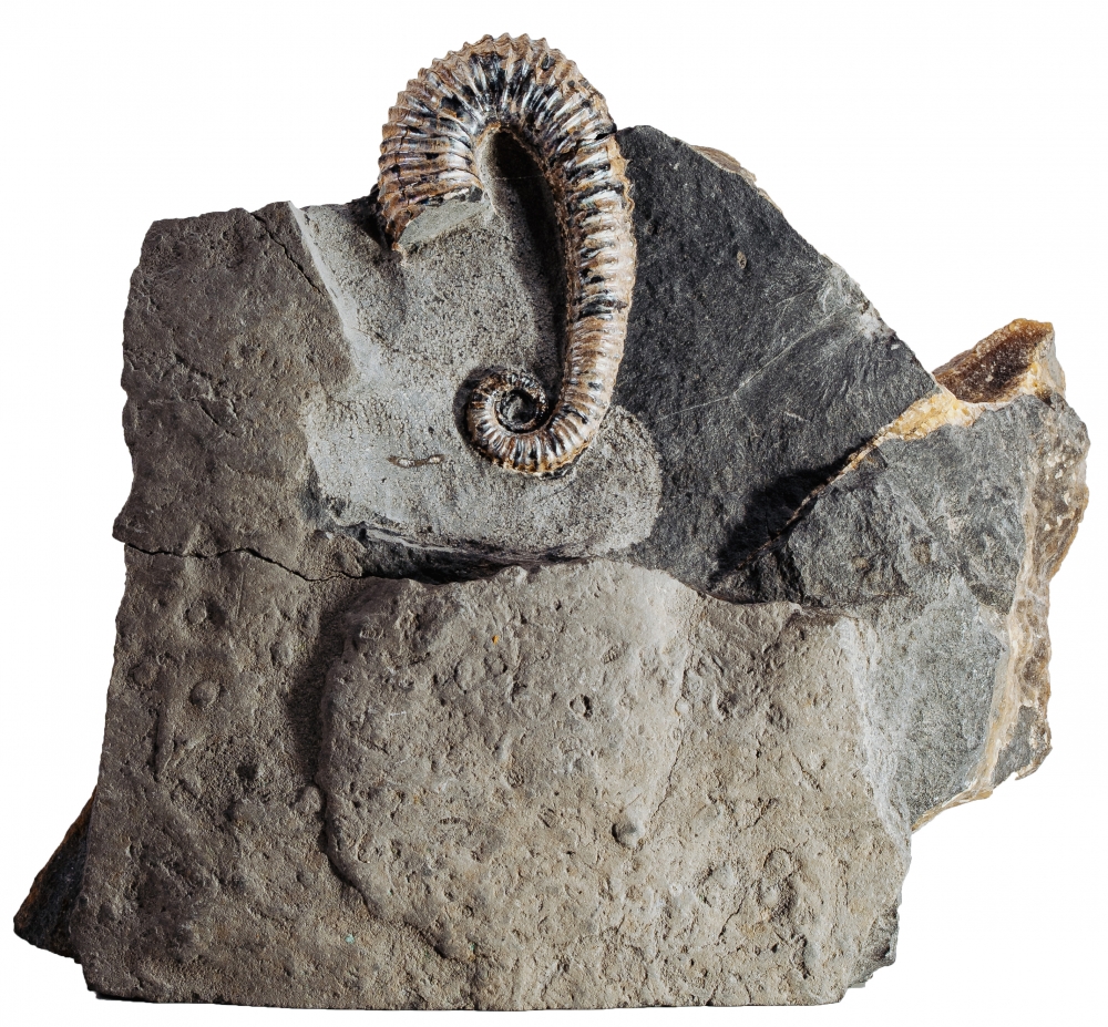 Аммонит Toxoceratoides sp. 