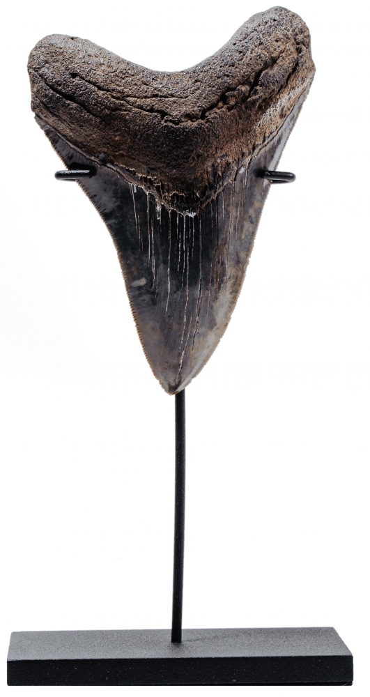 Зуб мегалодона 11,8 см коллекционного качества