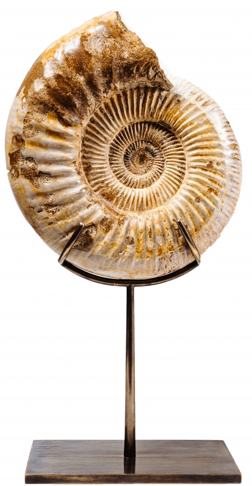 Аммонит Perisphinctes sp.