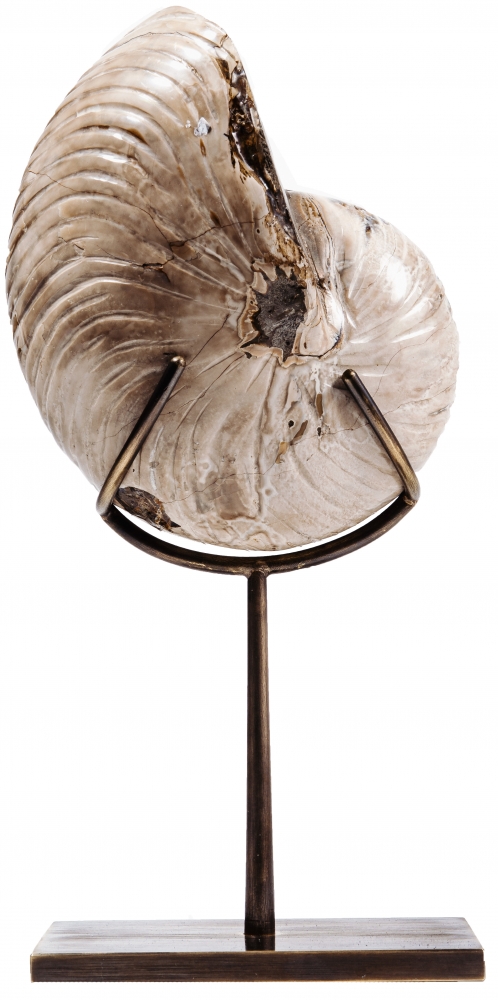 Наутилус Cymatoceras sp.