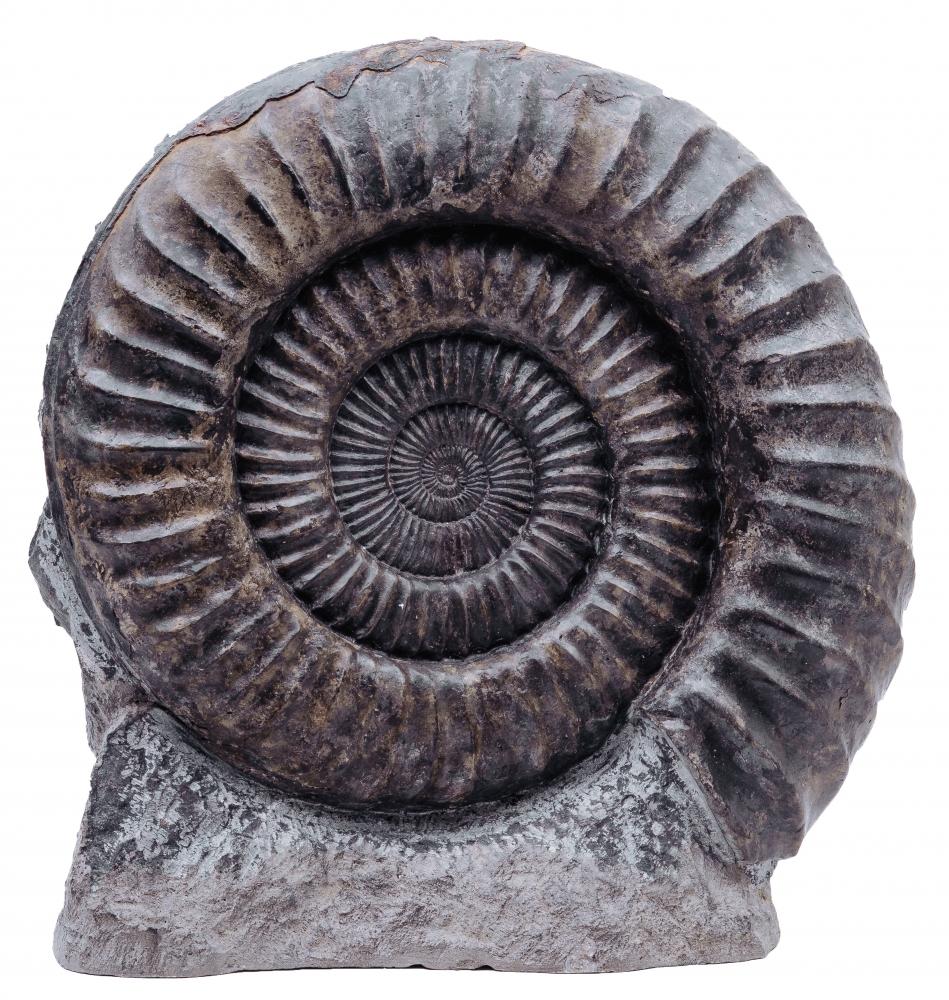 Аммонит Arietites bucklandi