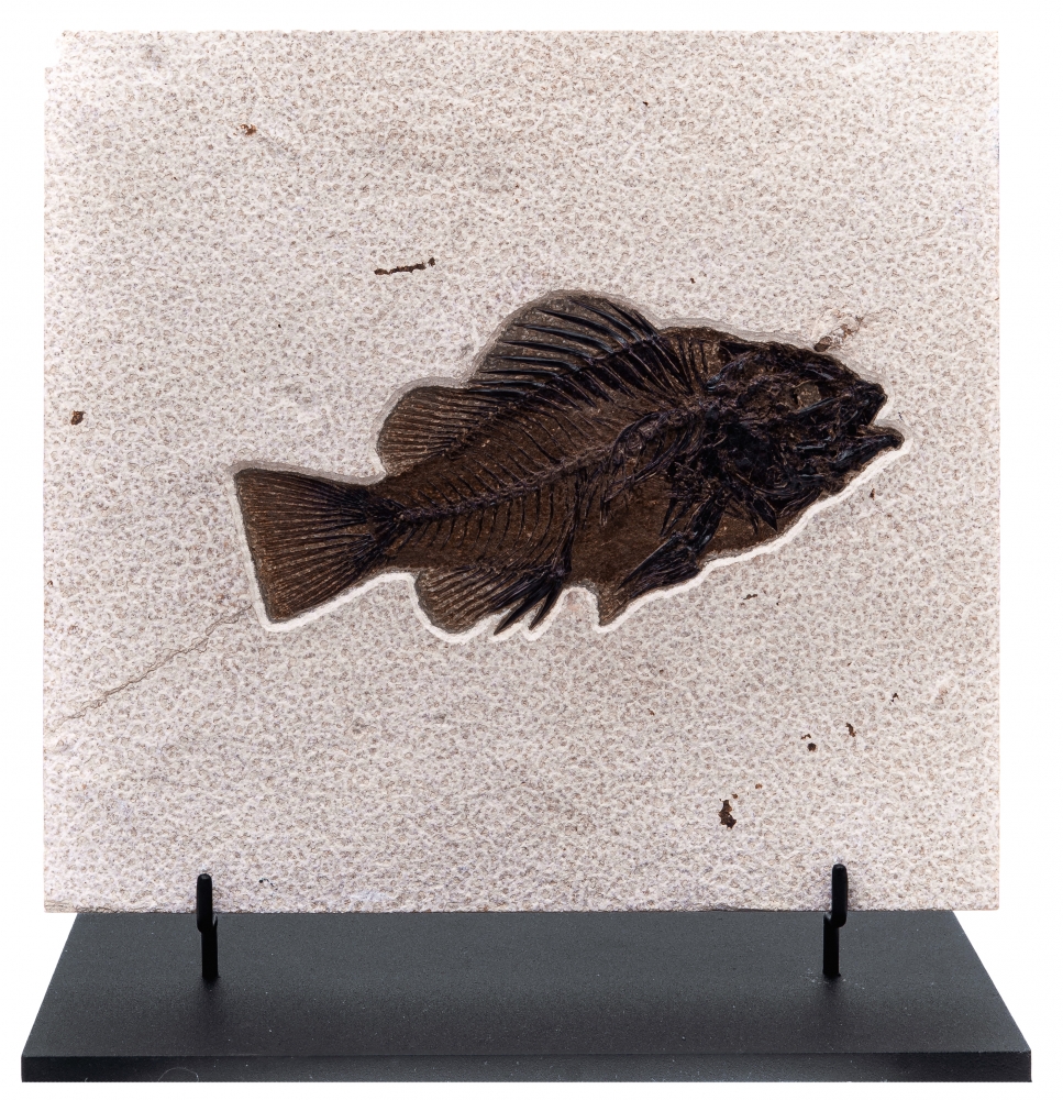 Рыба Priscacara serrata