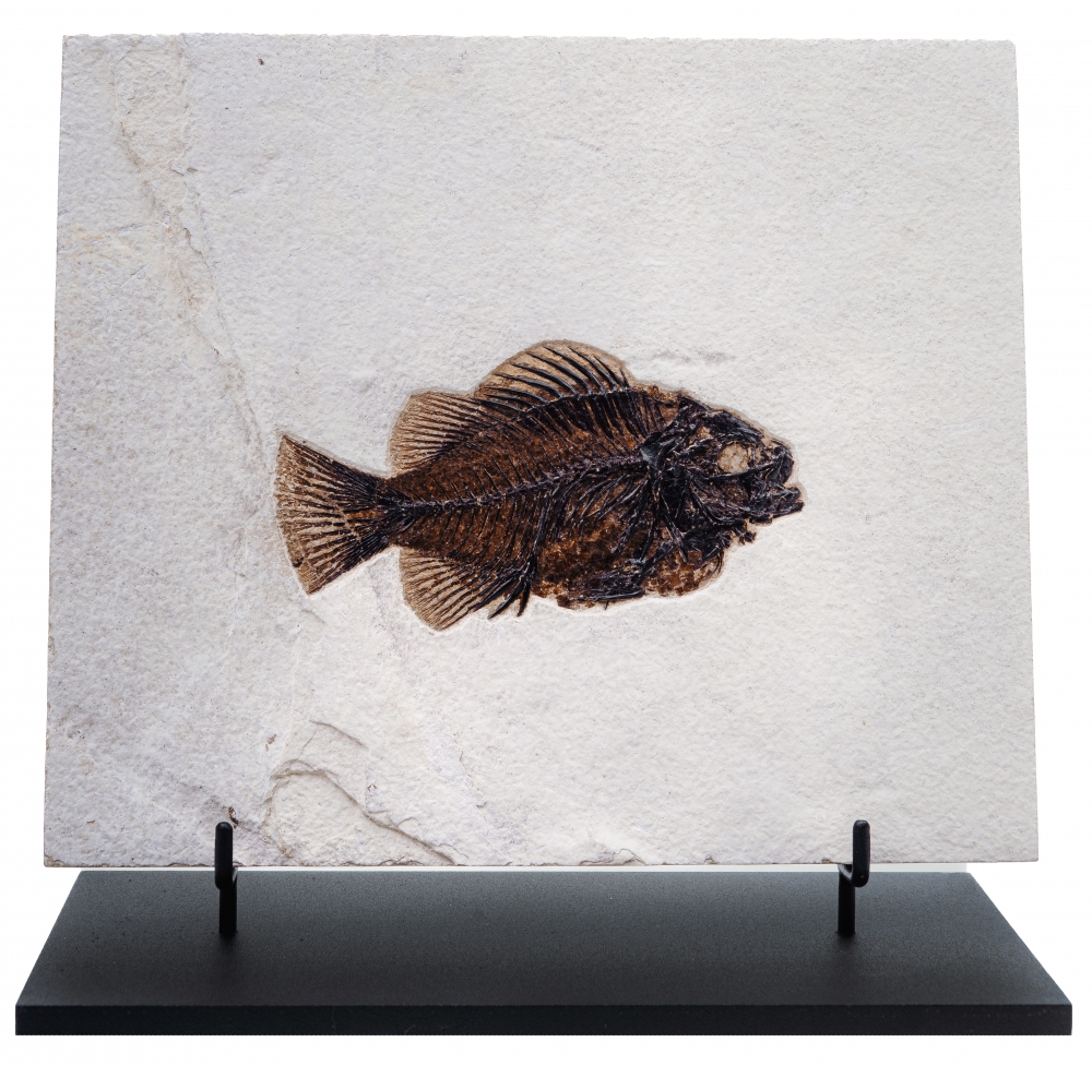 Рыба Cockerellites liops