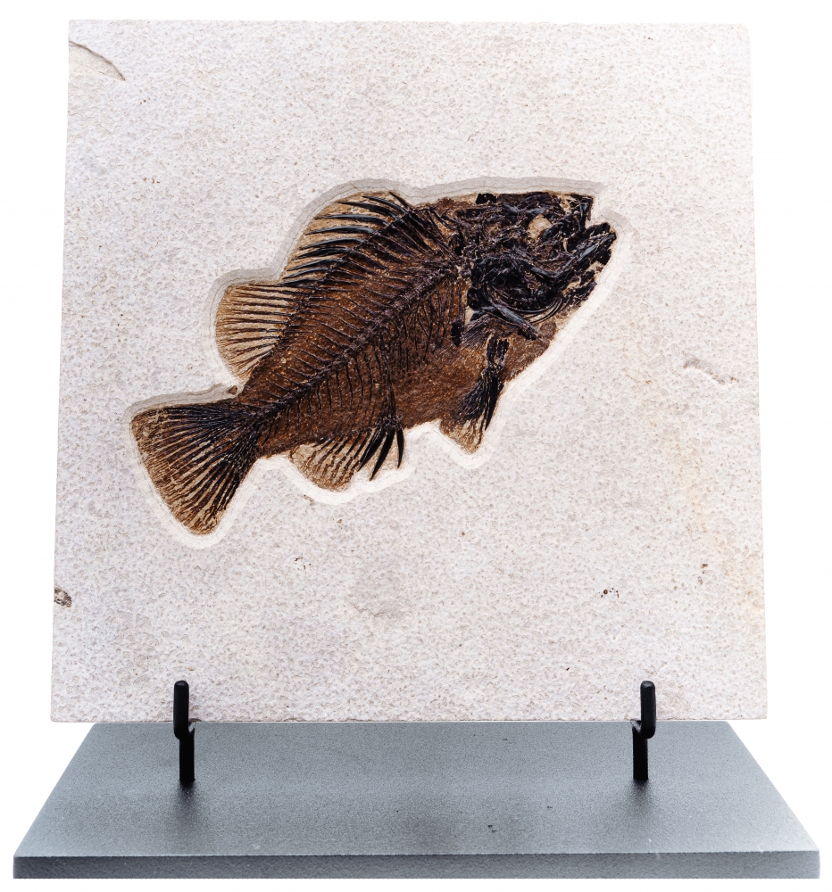 Рыба Priscacara serrata